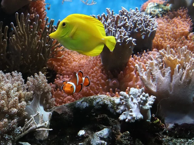 Спасяват коралите с дипломация в науката