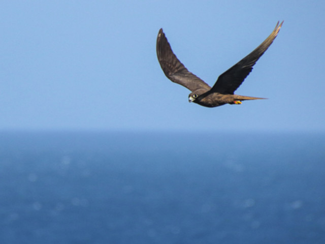 Орнитолози изясниха как сухоземните птици пресичат океаните без почивка