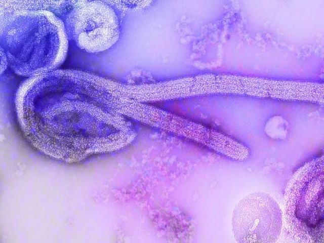 Експерти смятат, че новият щам на коронавируса е опасен като Ебола
