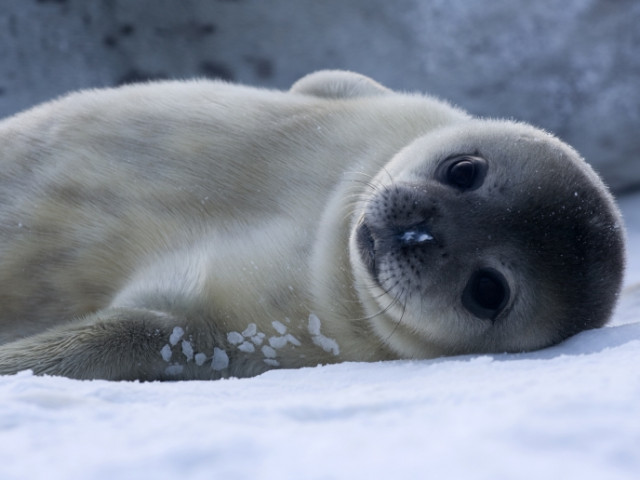 Няма лед: Сезонът за наблюдение на тюленчетата е отменен