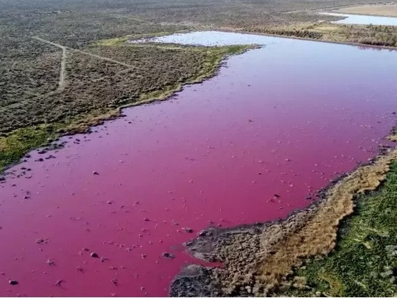 Морски залив в Южна Америка изведнъж се оцвети в розово