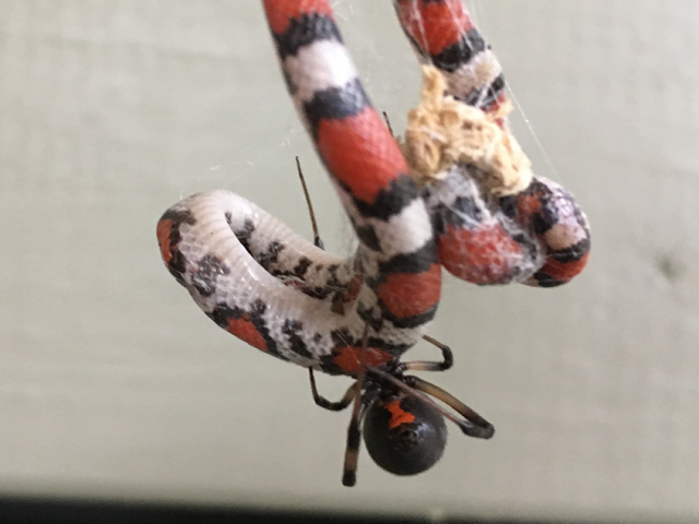 Необичайна плячка: паяци ядат змии