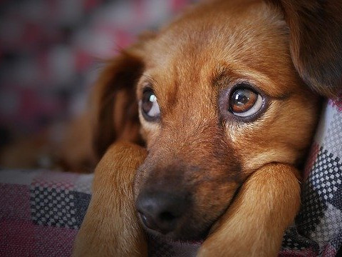 В Англия за една година са откраднати над 2 000 домашни кучета
