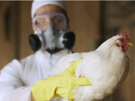 В Китай отново идентифицираха случай на заразяване на човек с птичи грип