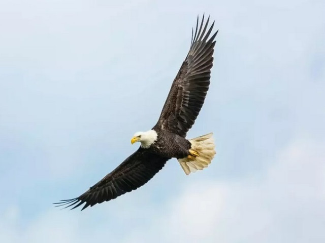 Птицата - символ на САЩ се оказа масово отровена с олово