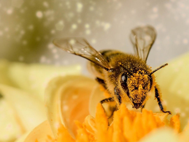 Пчеларите останаха без финансова подкрепа de minimis